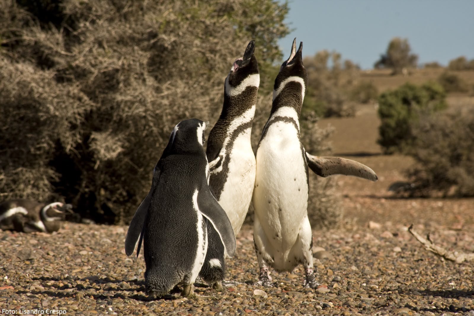 CABO DOS BAHÍAS ABRIÓ LA TEMPORADA DE PINGÜINOS CON MEJORAS EN SUS SERVICIOS E INFRAESTRUCTURA